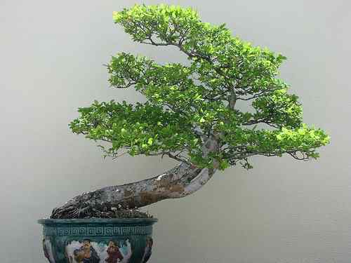 Bonsai: A arte de criar árvores em miniatura Photobucket