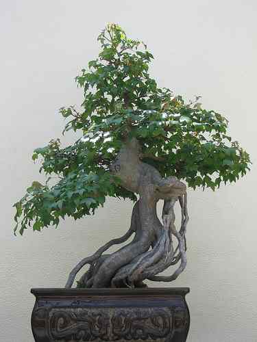 Bonsai: A arte de criar árvores em miniatura Photobucket