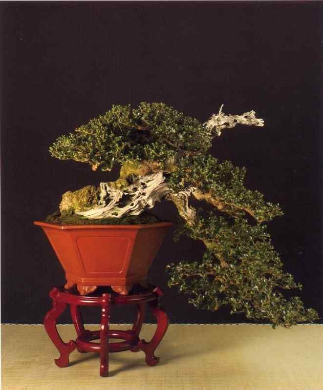 Bonsai: A arte de criar árvores em miniatura Photobucket