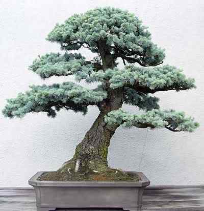 Bonsai: A arte de criar árvores em miniatura Photobucket