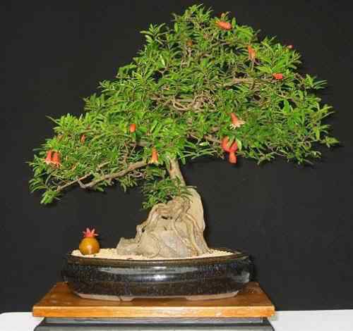Bonsai: A arte de criar árvores em miniatura Photobucket