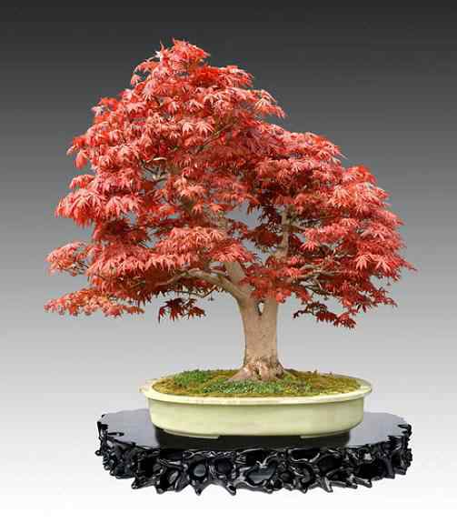 Bonsai: A arte de criar árvores em miniatura Photobucket