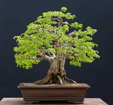Bonsai: A arte de criar árvores em miniatura Photobucket