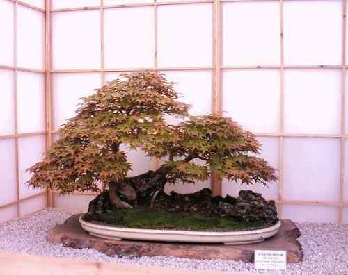 Bonsai: A arte de criar árvores em miniatura Photobucket