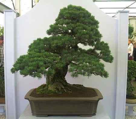 Bonsai: A arte de criar árvores em miniatura Photobucket