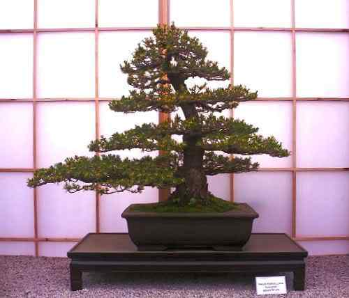 Bonsai: A arte de criar árvores em miniatura Photobucket