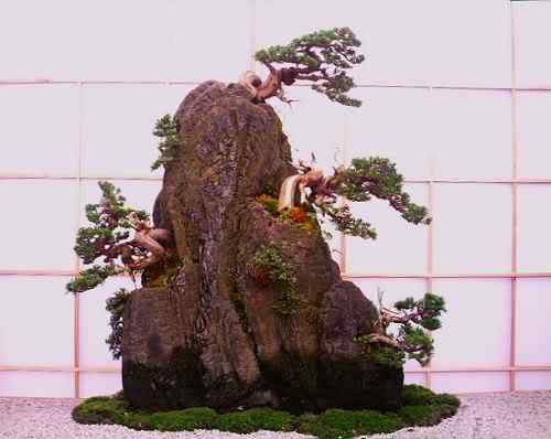Bonsai: A arte de criar árvores em miniatura Photobucket