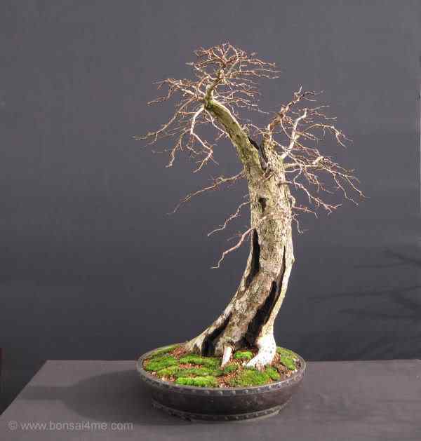 Bonsai: A arte de criar árvores em miniatura Photobucket