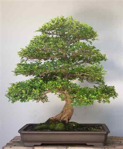 Bonsai: A arte de criar árvores em miniatura Photobucket
