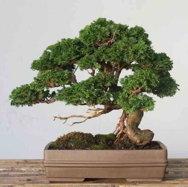 Bonsai: A arte de criar árvores em miniatura Photobucket
