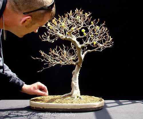 Bonsai: A arte de criar árvores em miniatura Photobucket