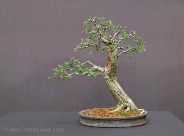 Bonsai: A arte de criar árvores em miniatura Photobucket