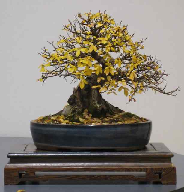 Bonsai: A arte de criar árvores em miniatura Photobucket