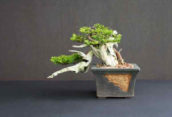 Bonsai: A arte de criar árvores em miniatura Photobucket