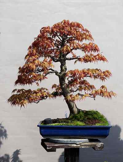 Bonsai: A arte de criar árvores em miniatura Photobucket