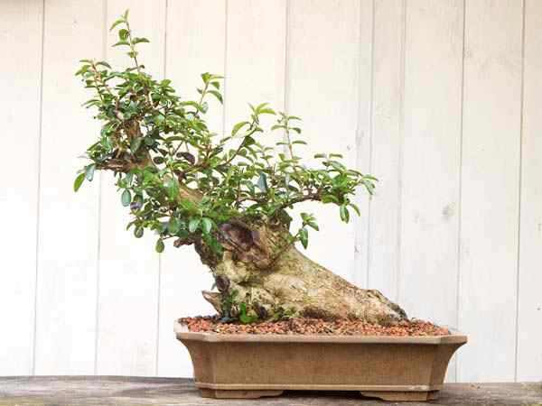 Bonsai: A arte de criar árvores em miniatura Photobucket