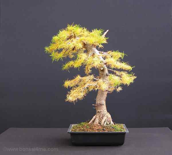 Bonsai: A arte de criar árvores em miniatura Photobucket