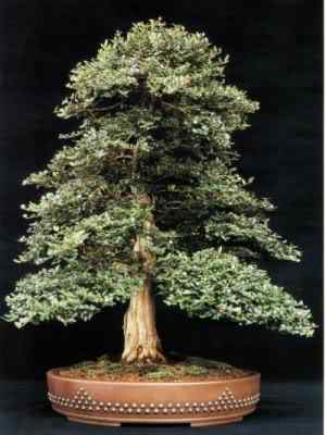 Bonsai: A arte de criar árvores em miniatura Photobucket