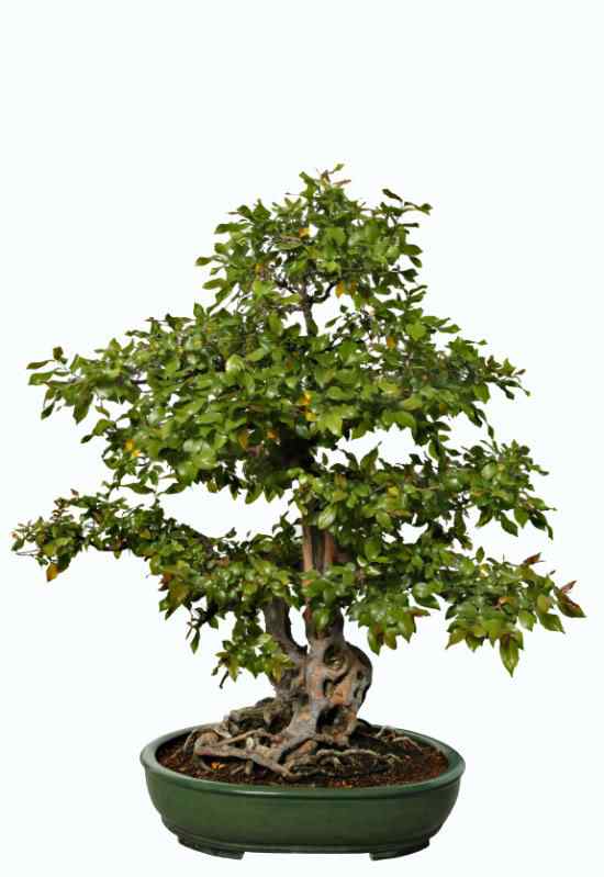 Bonsai: A arte de criar árvores em miniatura Photobucket