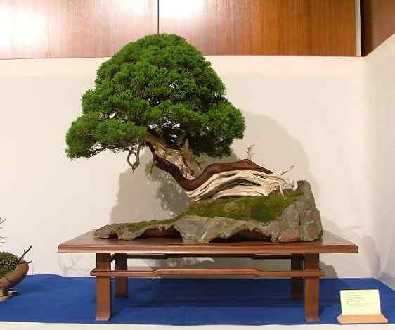 Bonsai: A arte de criar árvores em miniatura Photobucket