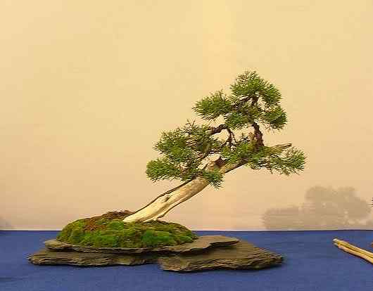 Bonsai: A arte de criar árvores em miniatura Photobucket