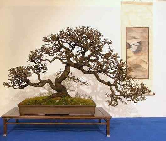 Bonsai: A arte de criar árvores em miniatura Photobucket