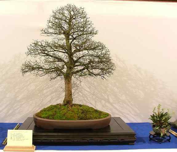 Bonsai: A arte de criar árvores em miniatura Photobucket