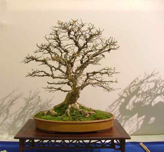 Bonsai: A arte de criar árvores em miniatura Photobucket