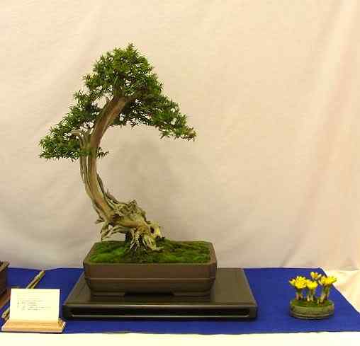 Bonsai: A arte de criar árvores em miniatura Photobucket