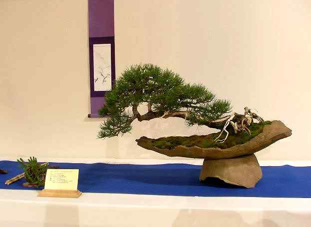 Bonsai: A arte de criar árvores em miniatura Photobucket