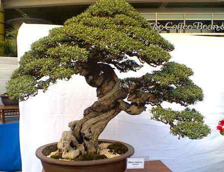 Bonsai: A arte de criar árvores em miniatura Photobucket