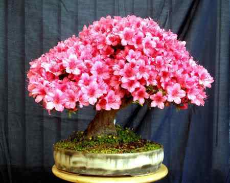 Bonsai: A arte de criar árvores em miniatura Photobucket
