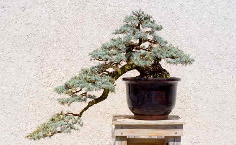 Bonsai: A arte de criar árvores em miniatura Photobucket