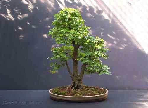 Bonsai: A arte de criar árvores em miniatura Photobucket