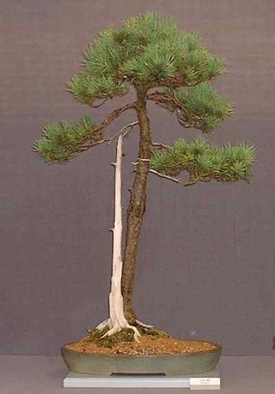 Bonsai: A arte de criar árvores em miniatura Photobucket