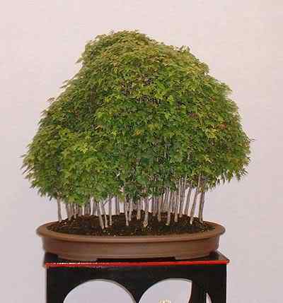 Bonsai: A arte de criar árvores em miniatura Photobucket