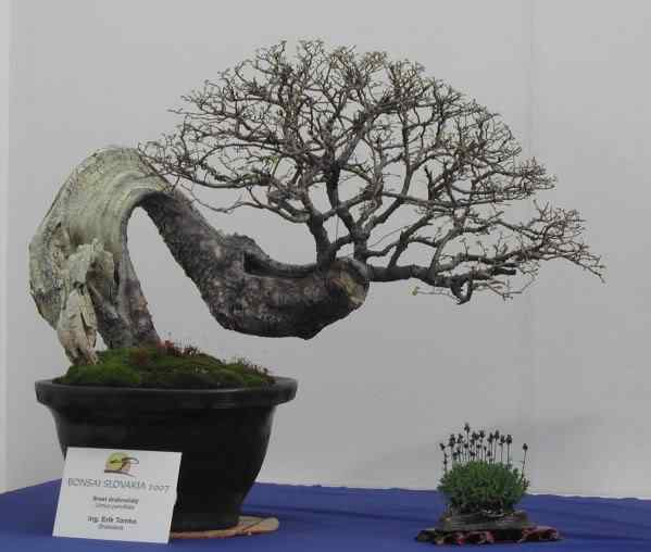 Bonsai: A arte de criar árvores em miniatura Photobucket