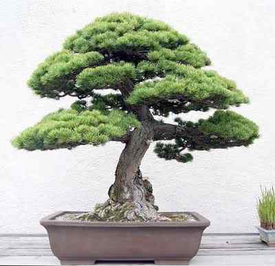 Bonsai: A arte de criar árvores em miniatura Photobucket