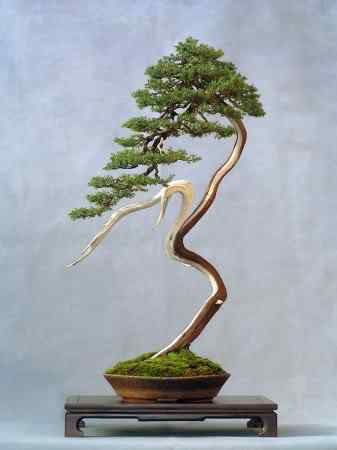 Bonsai: A arte de criar árvores em miniatura Photobucket