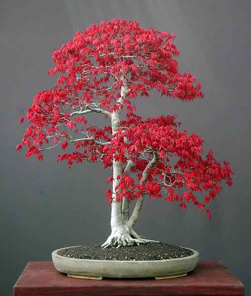 Bonsai: A arte de criar árvores em miniatura Photobucket