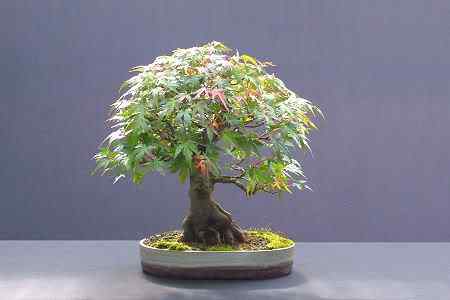 Bonsai: A arte de criar árvores em miniatura Photobucket