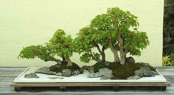 Bonsai: A arte de criar árvores em miniatura Photobucket