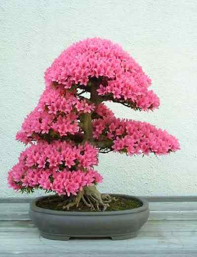 Bonsai: A arte de criar árvores em miniatura Photobucket
