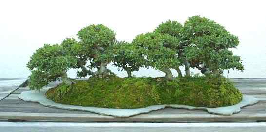 Bonsai: A arte de criar árvores em miniatura Photobucket