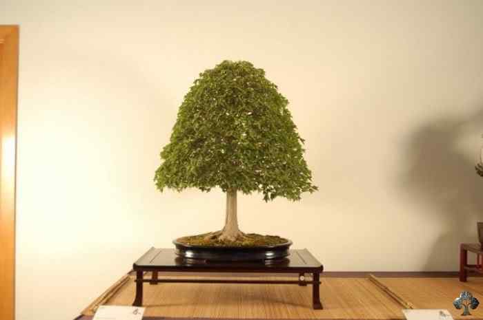 Bonsai: A arte de criar árvores em miniatura Photobucket