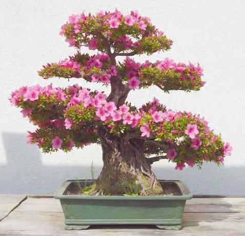 Bonsai: A arte de criar árvores em miniatura Photobucket