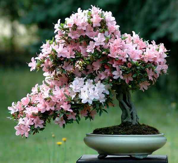 Bonsai: A arte de criar árvores em miniatura Photobucket