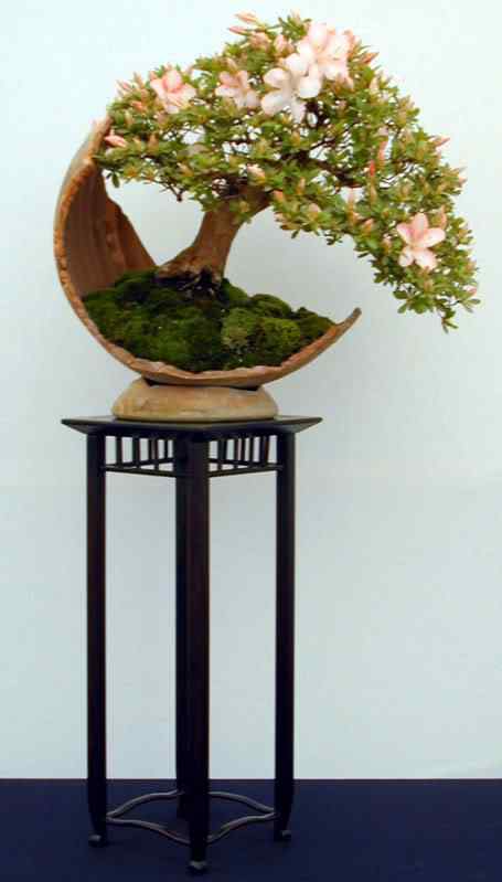 Bonsai: A arte de criar árvores em miniatura Photobucket