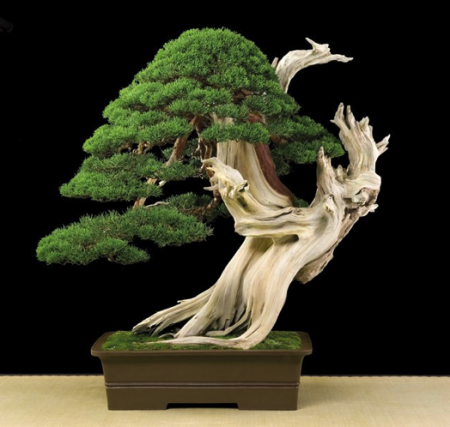 Bonsai: A arte de criar árvores em miniatura Photobucket