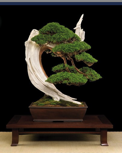 Bonsai: A arte de criar árvores em miniatura Photobucket